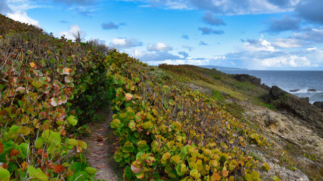 Sea grape trees during a coastal hike