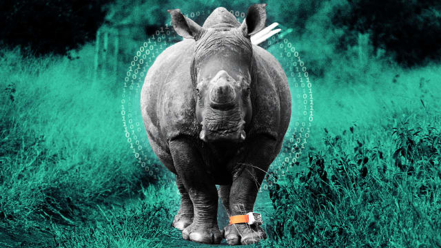An illustration including a Rhino wearing an AI-Powered Collar