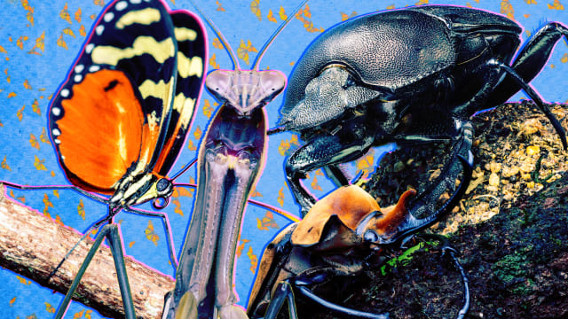 A photo illustration of insects from the NatGeo Disney+ series A Real Bug’s Life.