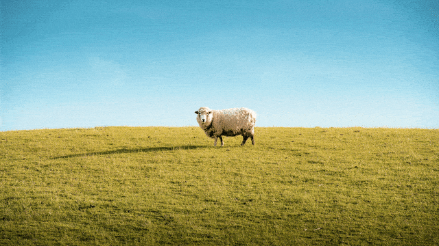 An illustration including a photo of a sheep getting larger
