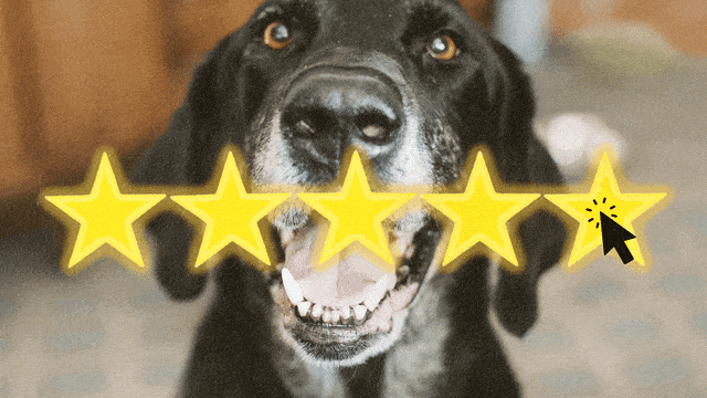 A close up of a dog with five gold stars overlaid with a mouse clicking on it