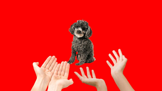 A photo illustration of two sets of hands calling out to a black mini poodle 