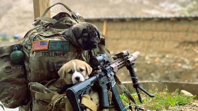 Photograph of dogs in a military backpack
