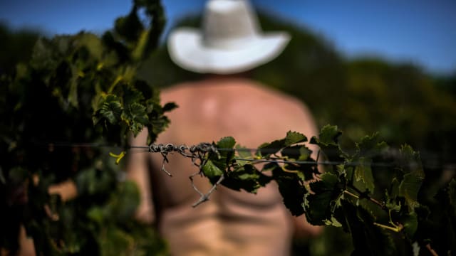 A photo of a nudist’s back seen through thick vegetation.