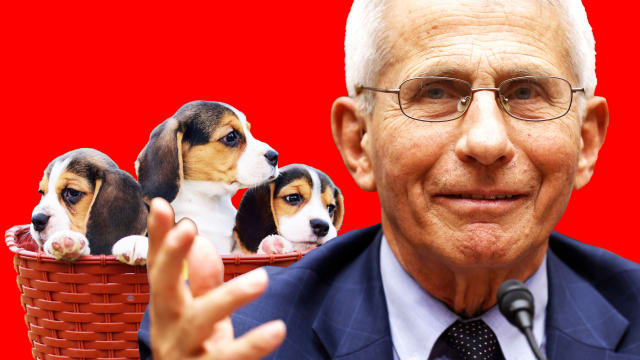 A photo illustration of Anthony Fauci and beagle puppies