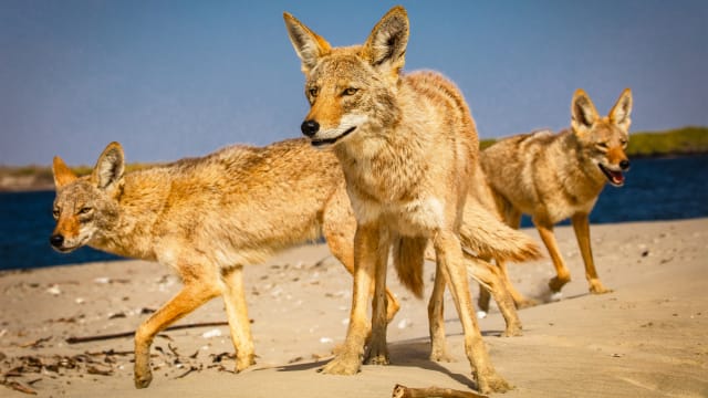 A pack of coyotes on the coast of Baja California Sur, Mexico.