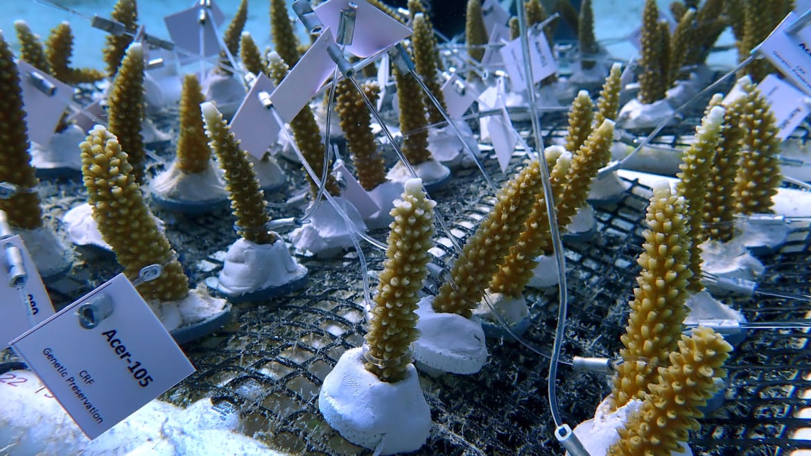 The Race to Breed ‘Supercoral’ to Save Us From Climate Doom