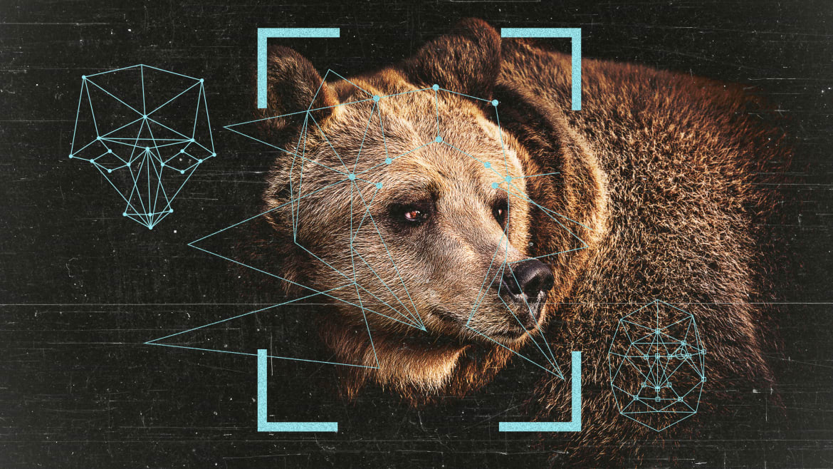 Facial Recognition AI May Help Us Save Fat Bears From Human Danger