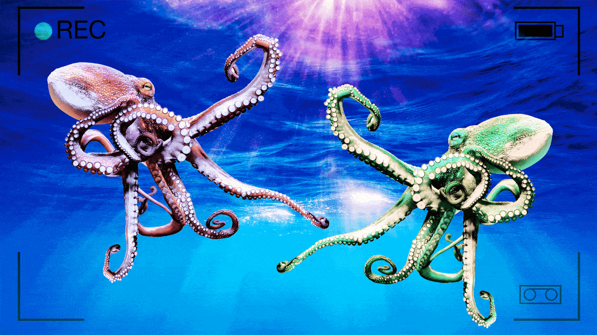Turns Out Octopuses Love to Fight Dirty and Sling Debris, Study Shows