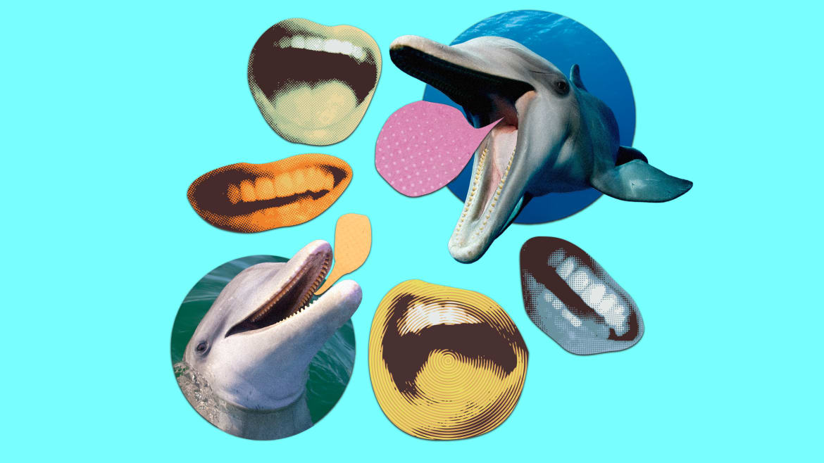 How a Harvard Grad Went Viral for Inventing a Dolphin Language