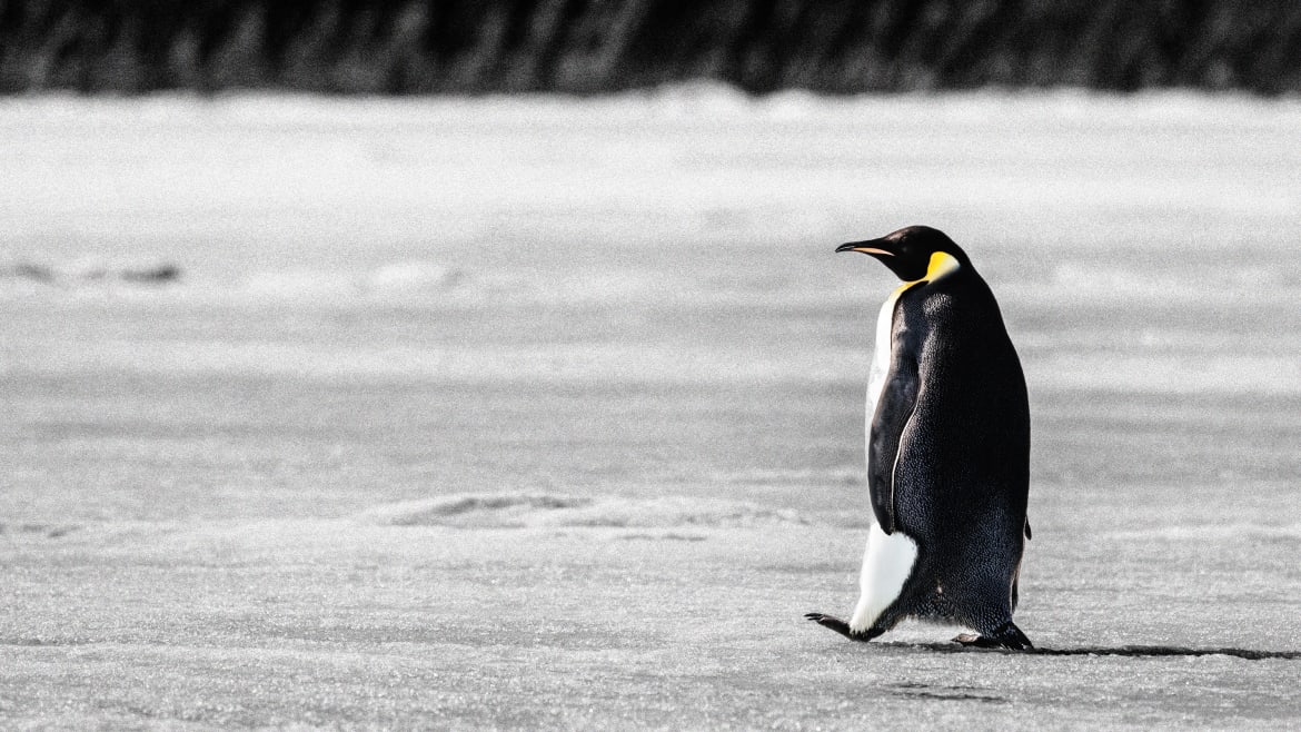 Emperor Penguins Are Facing Annihilation From Climate Change