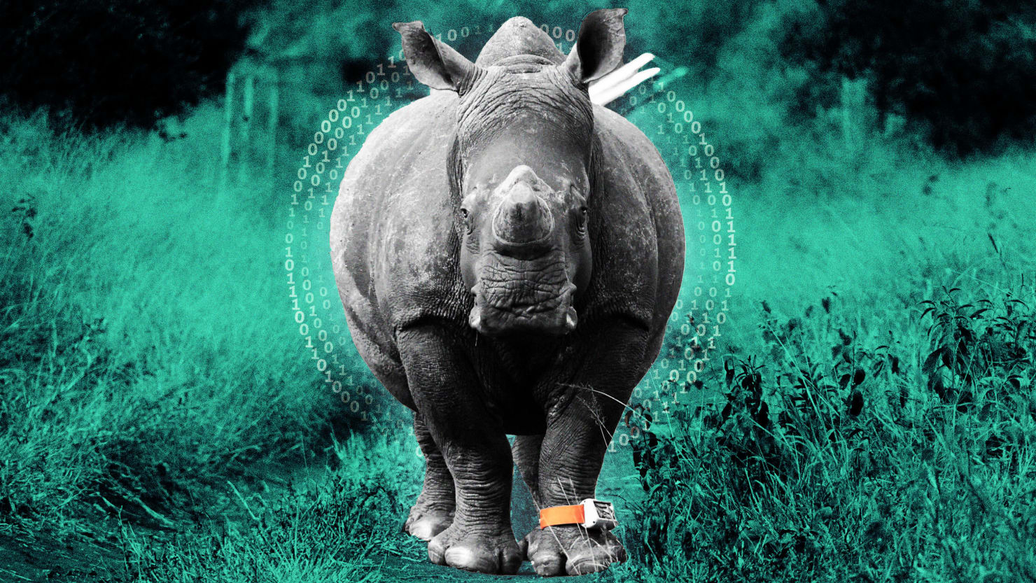 This AI-Powered Collar Could Save Black Rhinos From Poaching