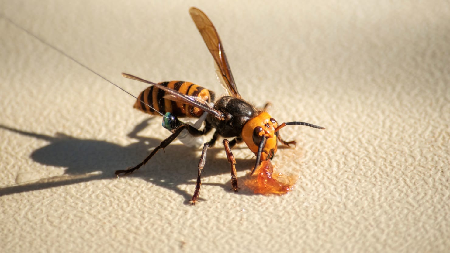 Oklahomans Concerned About Possible Murder Hornets In The State