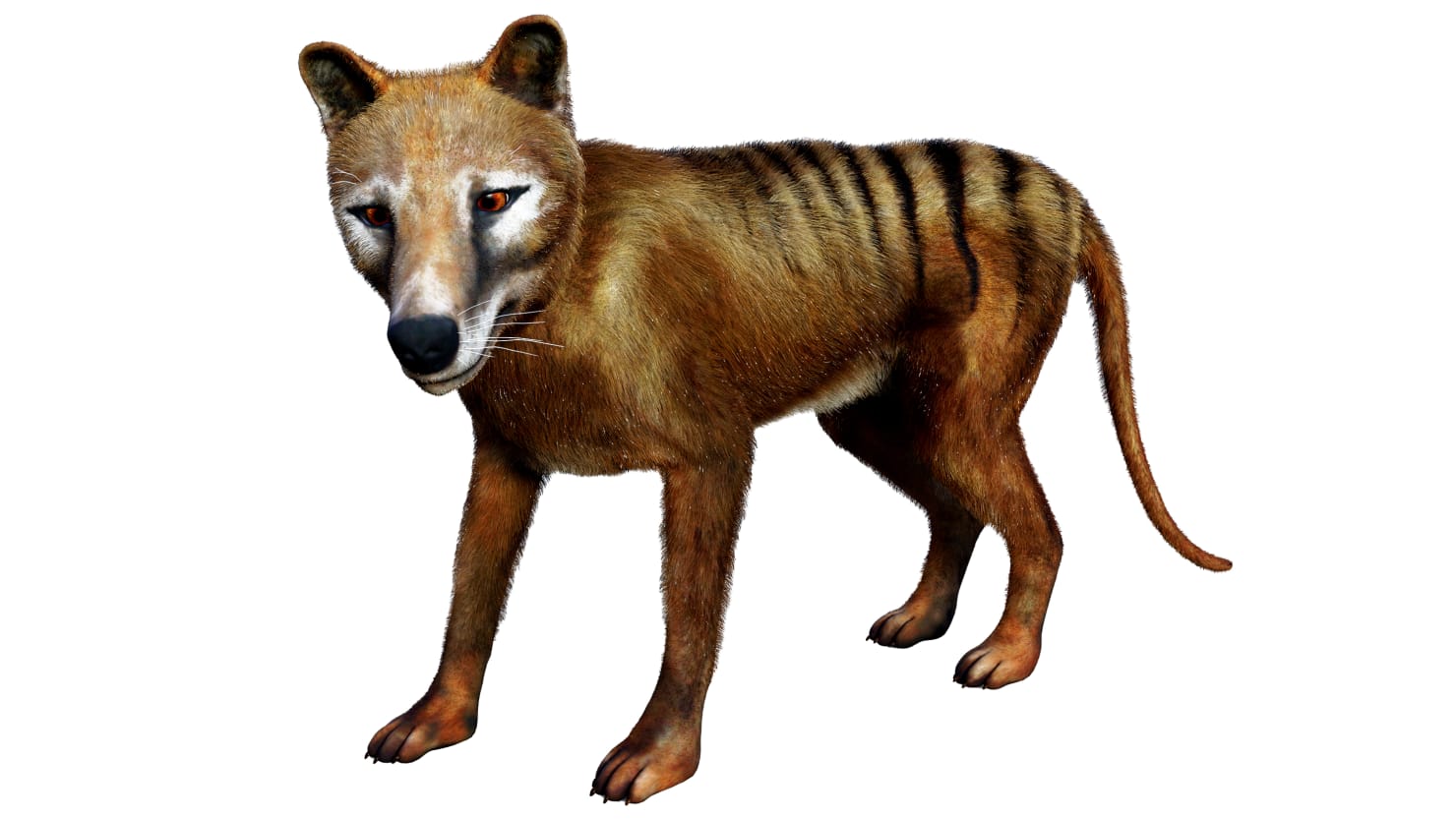 The lost remains of the last known Tasmanian tiger have been found