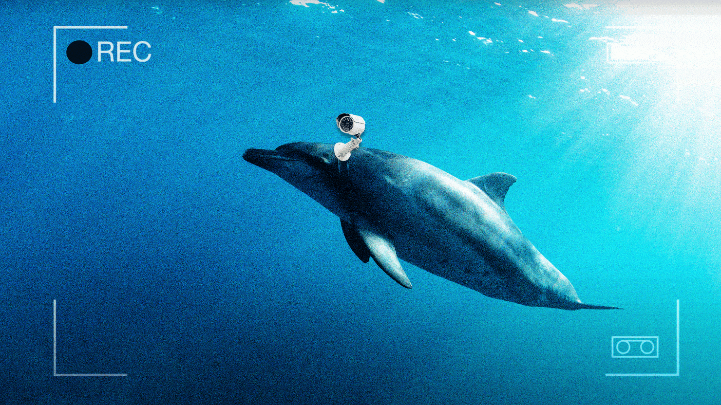 Scientists Strapped Cameras to Dolphins and Captured Something Terrifying