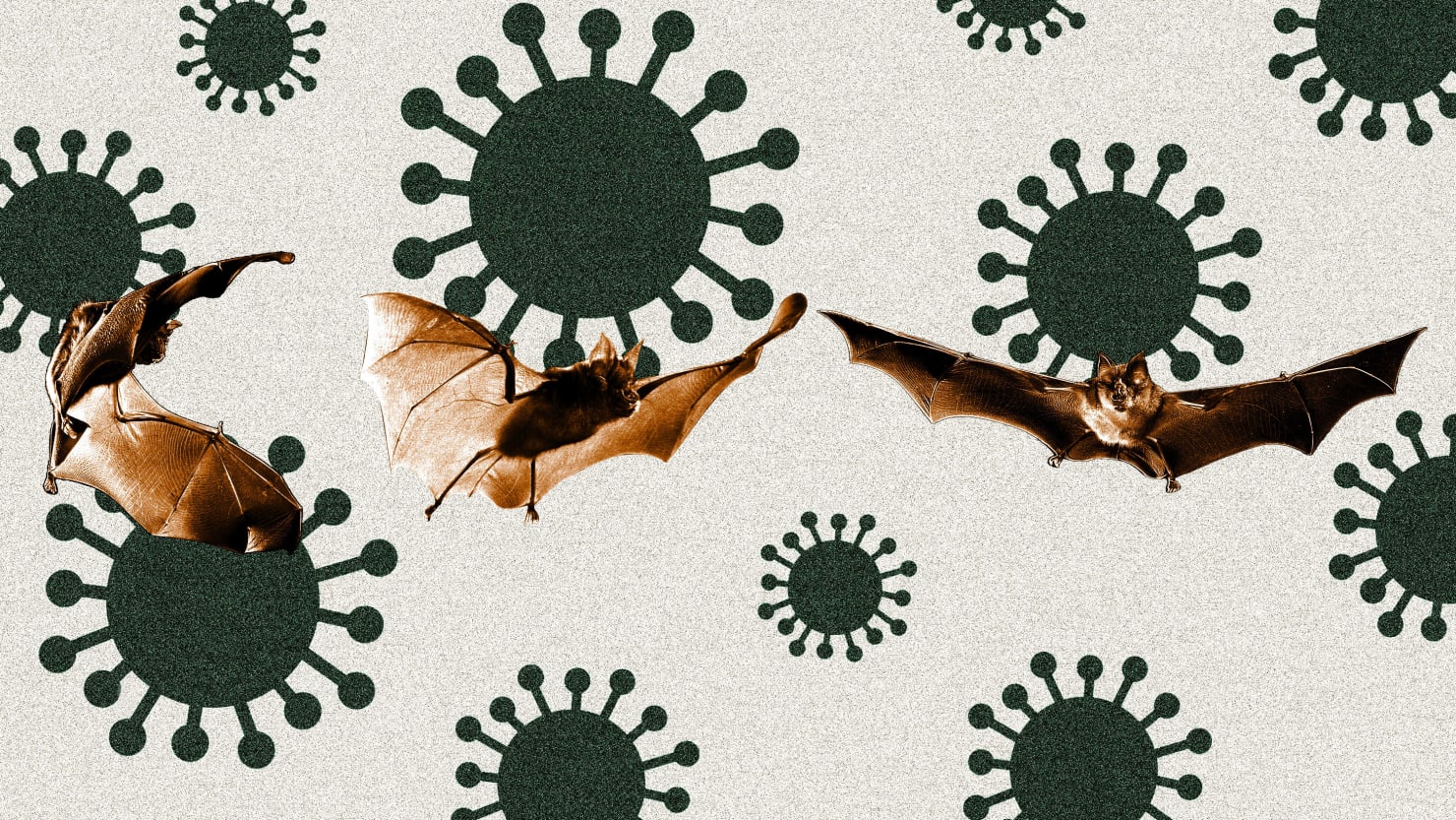 Terrifying Russian Bat Virus Could Spark the Next Pandemic - The Daily Beast