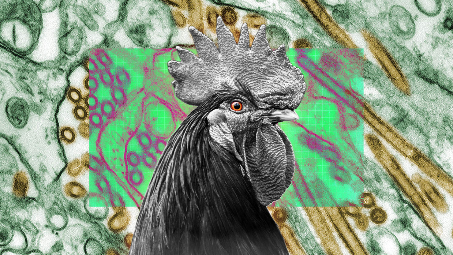 L’influenza aviaria altamente patogena devasta gli uccelli e gli esseri umani potrebbero essere i prossimi