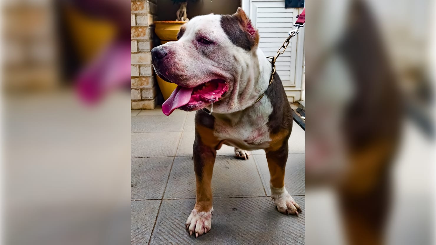 American Bully XL dog that's 'bred to kill' should be urgently