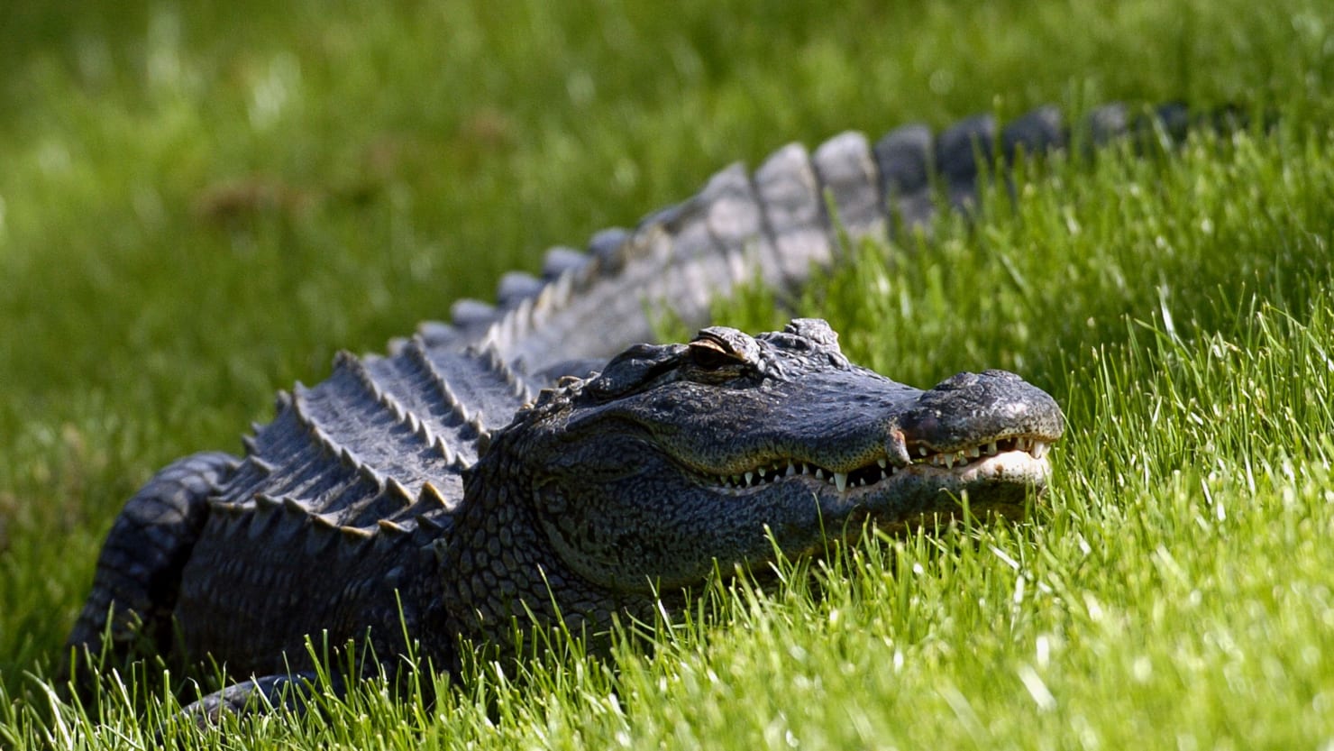 Florida Man Dies After Crashing Car Into 11-Foot Alligator – The Daily Beast