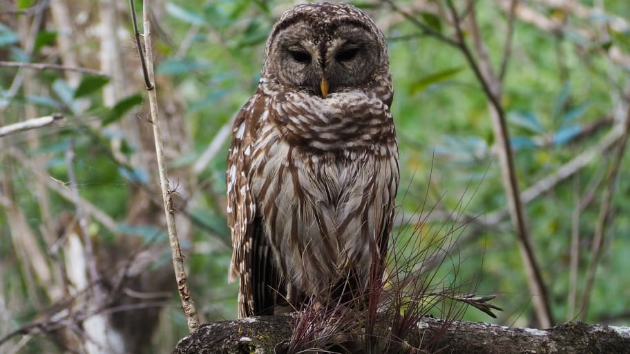 Barred Owl (Strix varia) in Florida.
