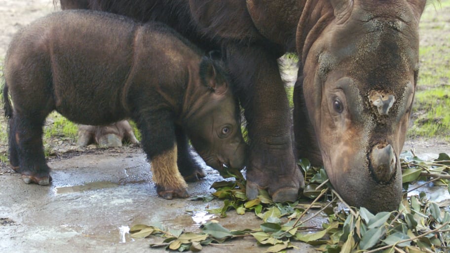 A Sumatran rhinoceros was born in Indonesia on Saturday.