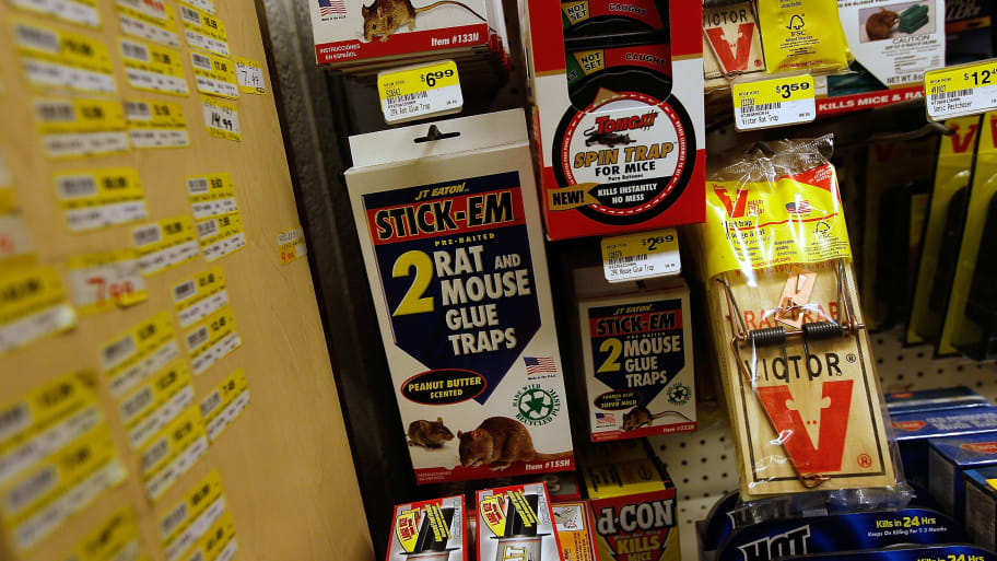 Non-toxic rodent glue traps and mechanical traps are displayed alongside chemical rodent-killing agents on the shelf of a hardware store on December 22, 2010 in New York City.