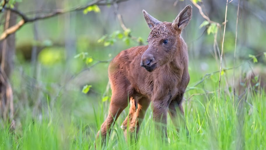 Moose calf in the forest.