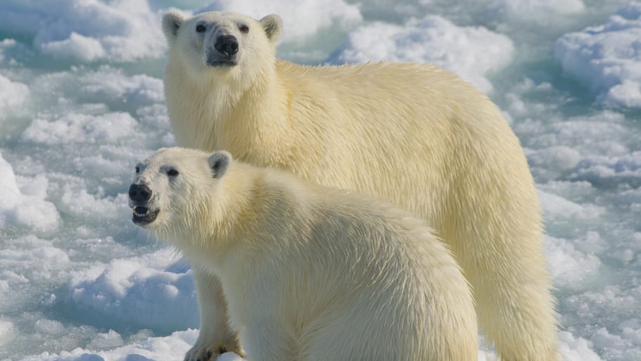 A female polar bear and her two year old cub