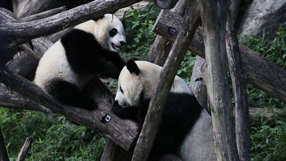 Giant panda cub Bei Bei (L) plays with his mother Mei Xiang (R) at the David M.  Rubenstein Family Giant Panda Habitat of the Smithsonian National Zoological Park.