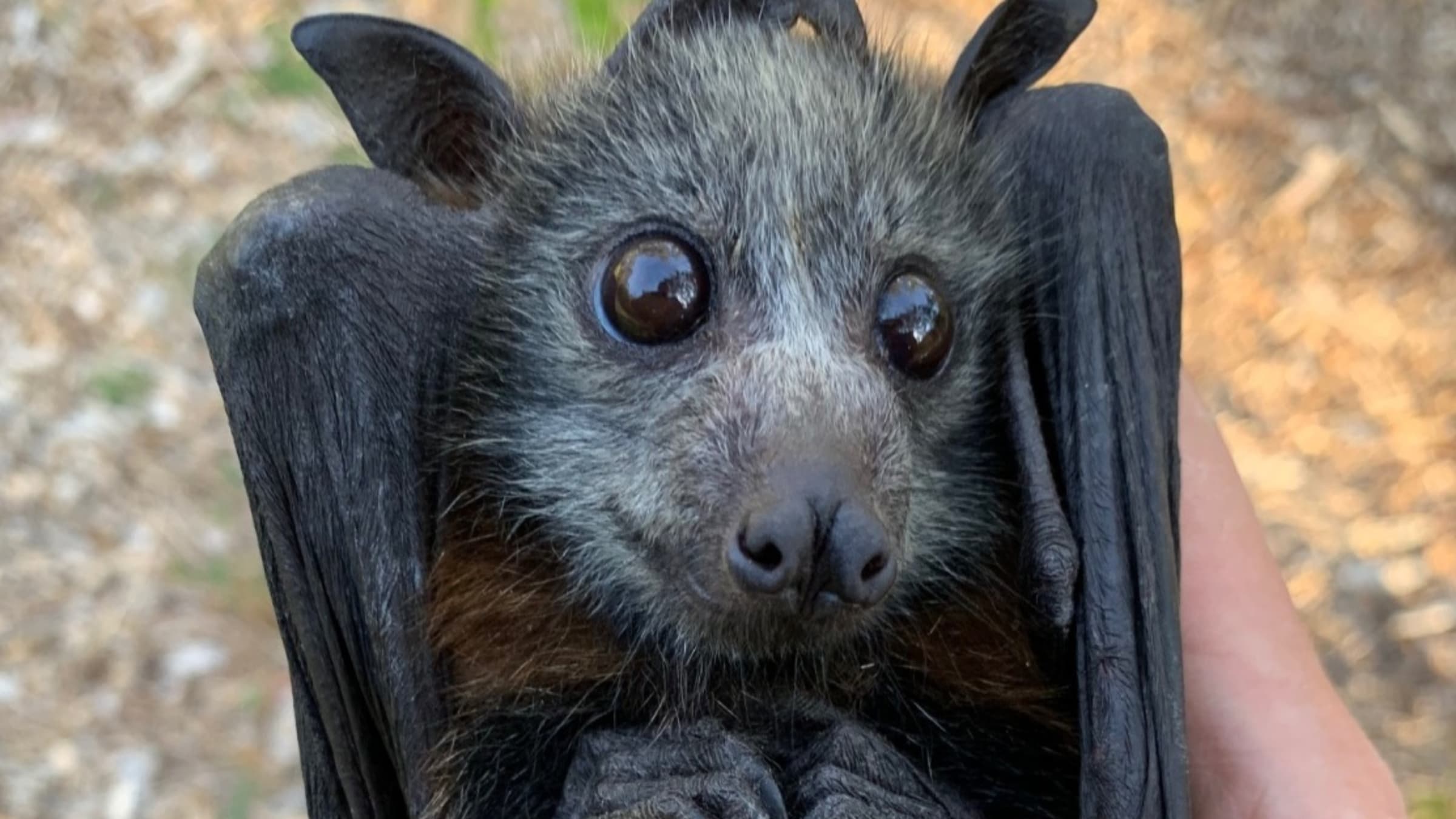 Læs ulæselig Grunde Australian Bushfires and Heat Are Killing Flying Foxes by the Thousands