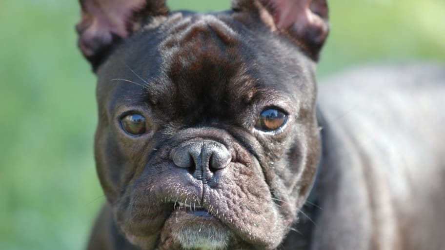 A black French bulldog looks into the camera.