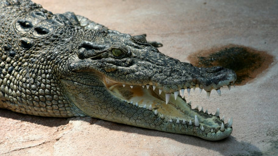 Australia: Missing Fisherman’s Remains Found Inside a Crocodile