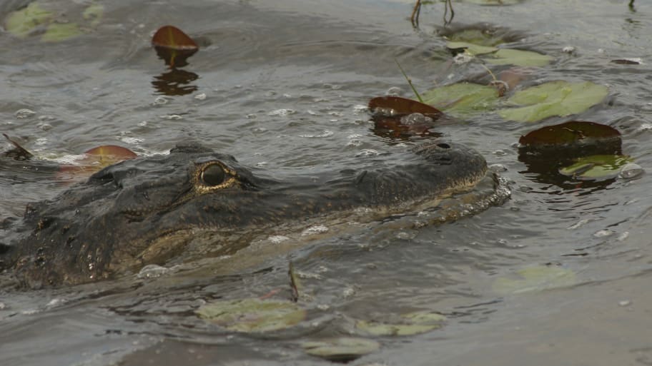 An alligator swims in water