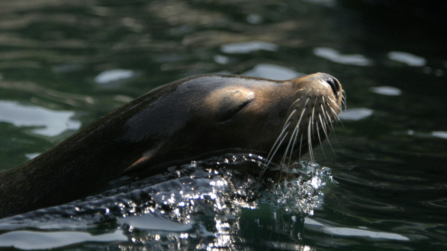 Sea Lion Escapes Exhibit During NYC Flood, Then Returns to Central Park Zoo