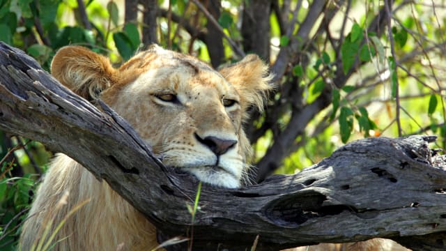 Lion rests its head on a tree branch