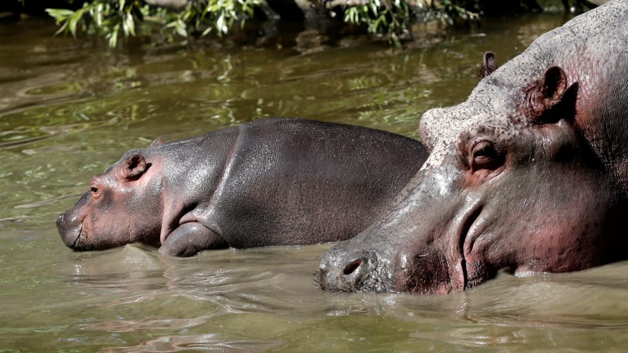 A baby hippo stands in water near its mother Mona at Dvur Kralove Zoo, Czech Republic, June 12, 2019.