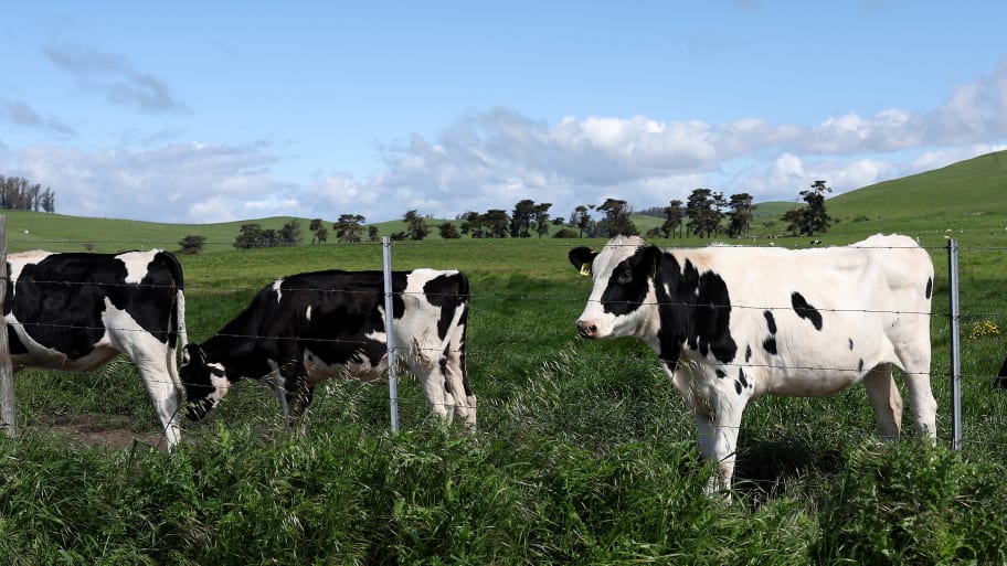 Cows graze in a field at a dairy farm on April 26, 2024, in Petaluma, California.