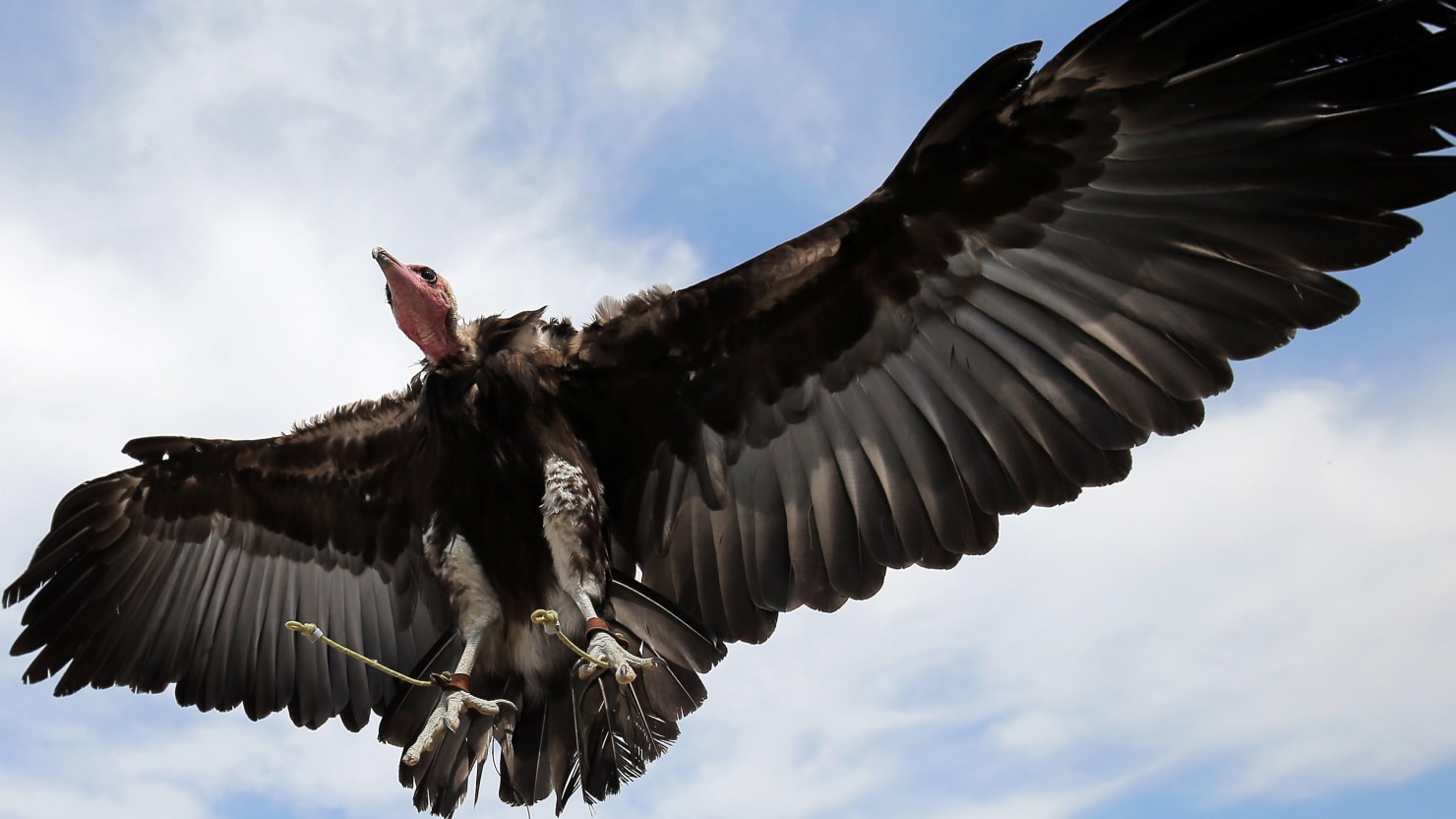 North Carolina Town Besieged By Vultures Turns to Cannon for Defense