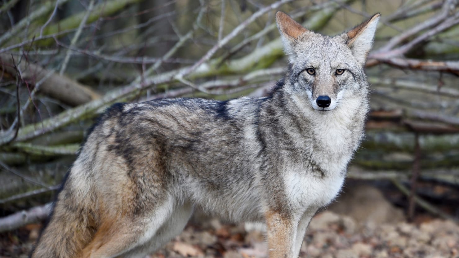 Iowa man wants coyote back as emotional support animal