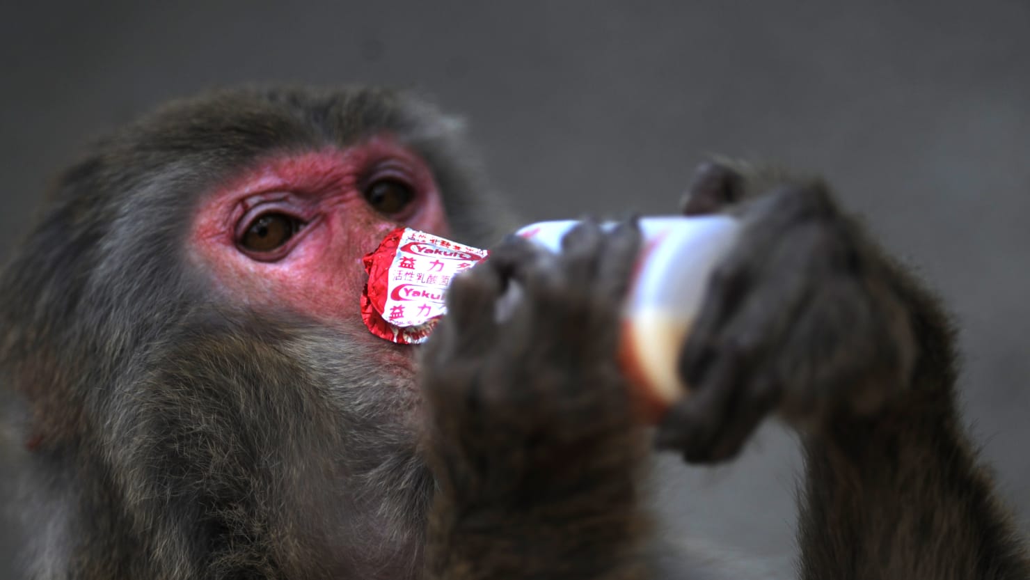 Novo hormonsko zdravljenje za zlorabo alkohola pri opicah bi lahko pomagalo ljudem