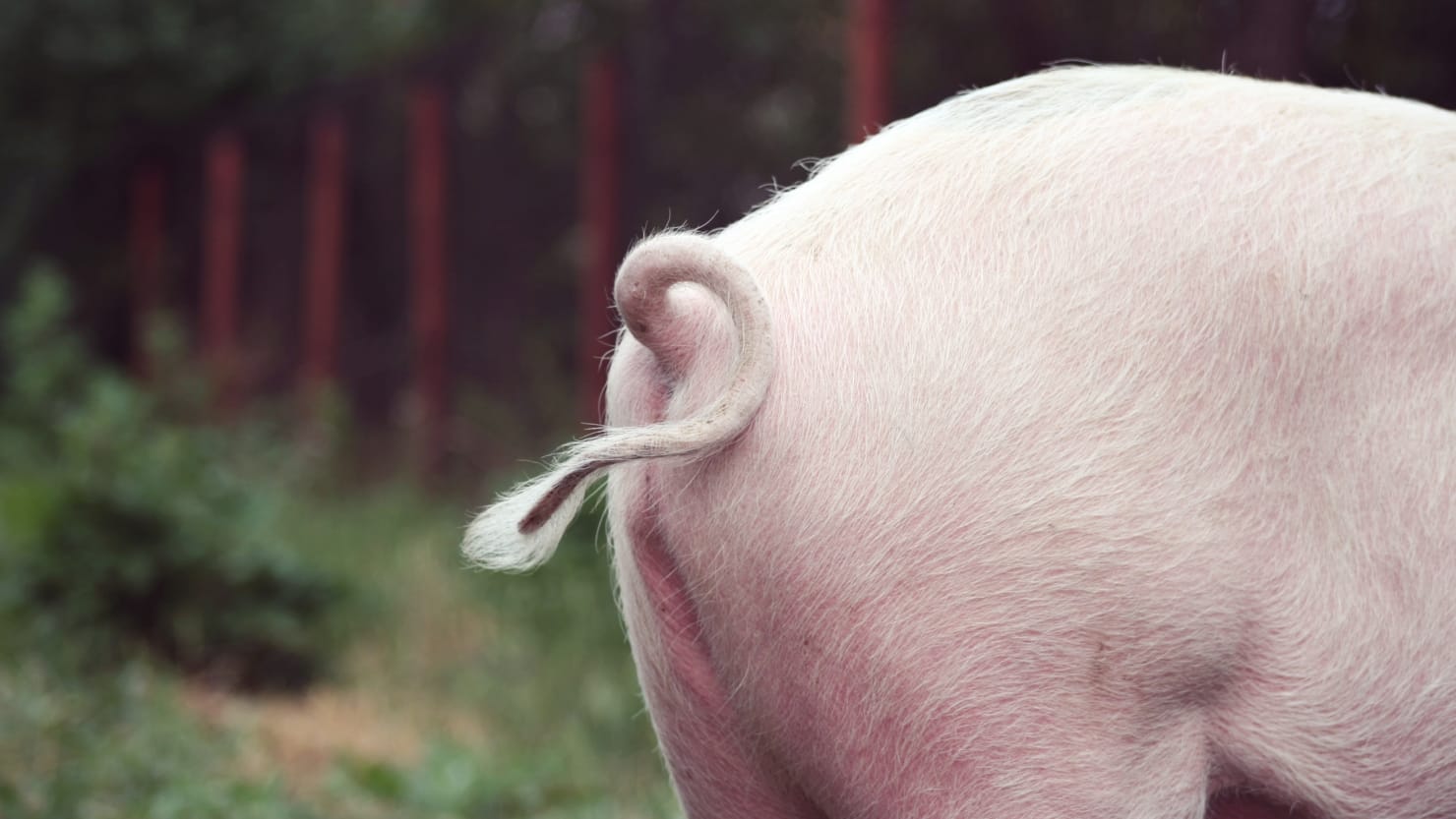 Wissenschaftler haben Erektionsstörungen bei Schweinen mit künstlichem Gewebe geheilt