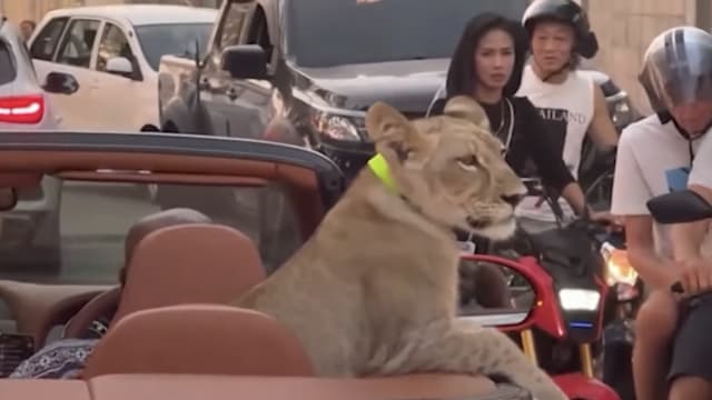 A woman has been arrested in Thailand after her pet lion was seen riding in the back of a convertible Bentley in traffic. 