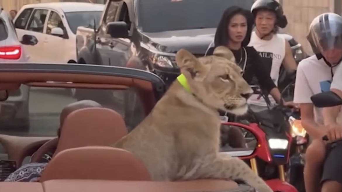 Woman Arrested After Her Pet Lion Starred in Viral Bentley Stunt