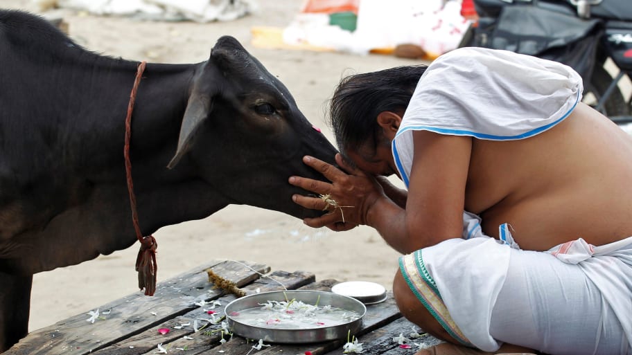 A Hindu devotee offers prayers to a cow after taking a holy dip in the waters of Sangam, a confluence of three rivers, in Allahabad, India, September 28, 2016. 