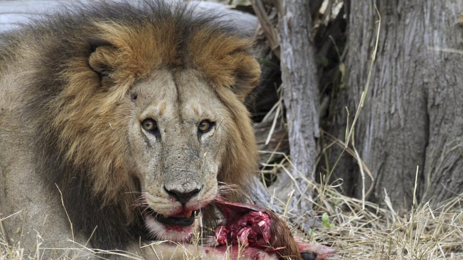 A lion feeds at Tanzania’s Serengeti National Park, Aug. 19, 2012. 