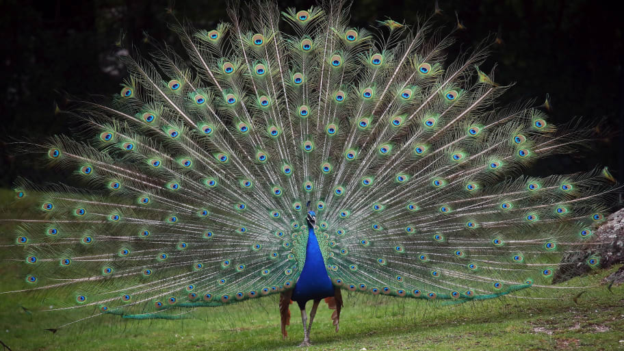 A peacock displays its feathers.