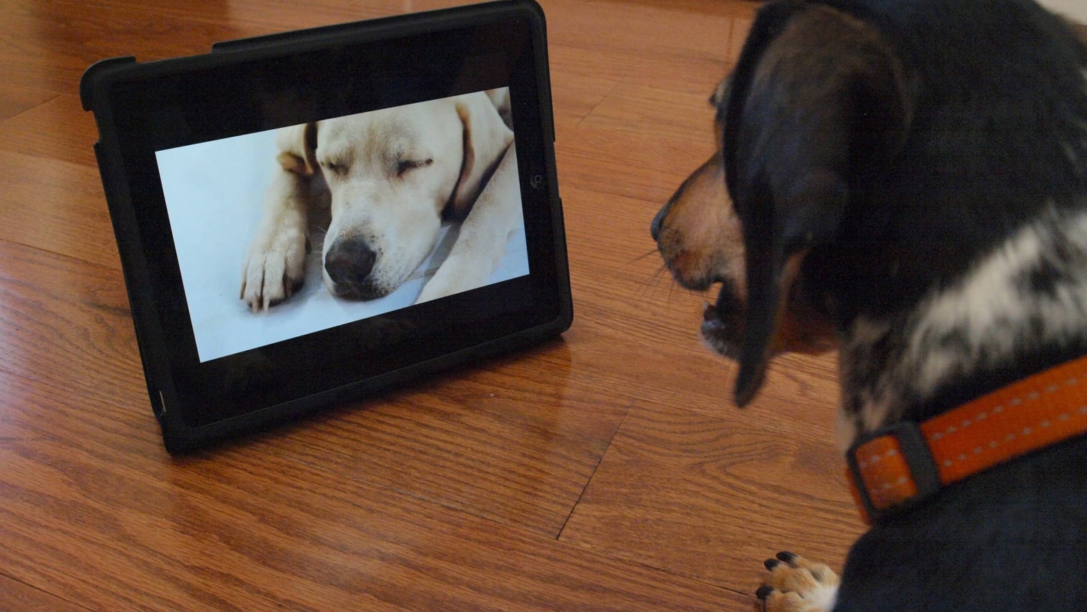 Собаки смотрят телевизор. Собака с планшетом. Собака и телевизор. Дог ТВ. Таксы смотрят телик.