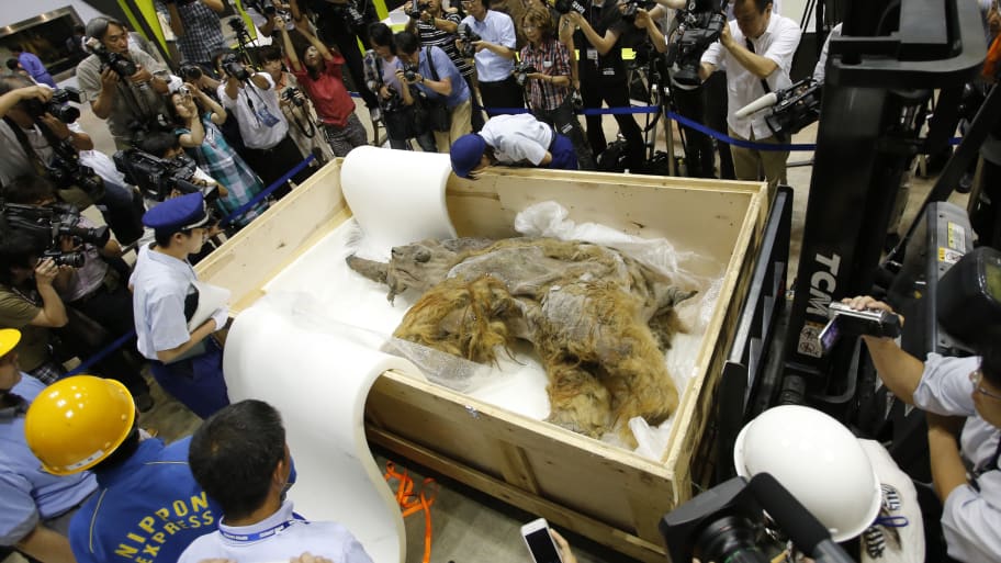 A 39,000-year-old female Woolly mammoth, which was found frozen in Siberia, Russia, is inspected by customs officers upon its arrival at an exhibition hall in Yokohama, south of Tokyo, July 9, 2013.