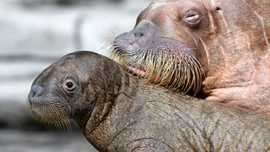 Walrus Dyna and her unnamed calf, born on June 17 in the Hagenbeck Zoo, are seen in their compound as they are presented to the public in Hamburg, Germany.
