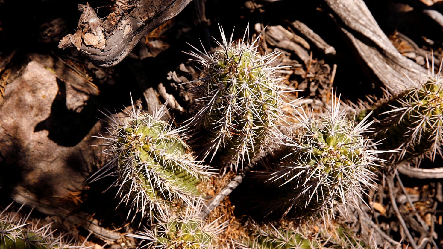 Arizona Man Accused of Trading Protected Cacti for Drugs